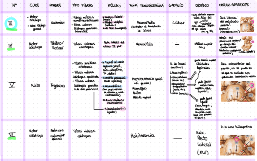 Miniatura del documento Tabla-Pares-Craneales.pdf
