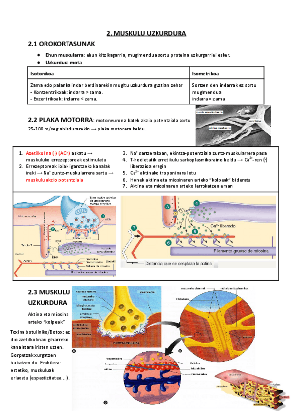 Miniatura del documento 02.-MUSKULU-UZKURDURA.pdf