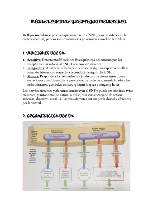 Miniatura del documento MEDULA-ESPINAL-Y-REFLEJOS-MEDULARES.pdf