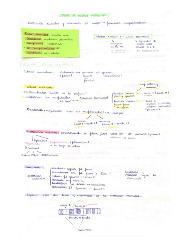 Miniatura del documento Apuntes-Biologia.pdf