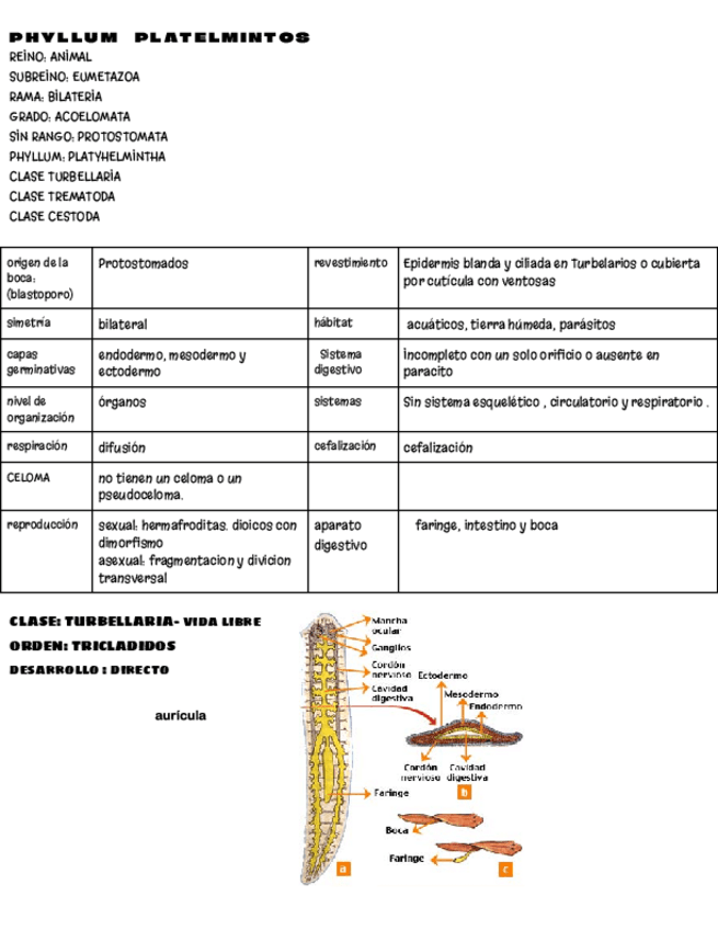 Miniatura del documento plantemintos.pdf