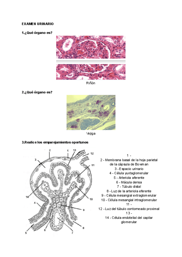 Miniatura del documento EXAMEN-URINARIO-Y-GLOBO-OCULAR.pdf