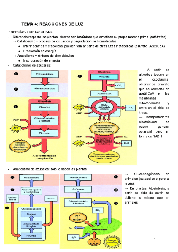 Miniatura del documento TEMA-4-F.VEGETAL.pdf