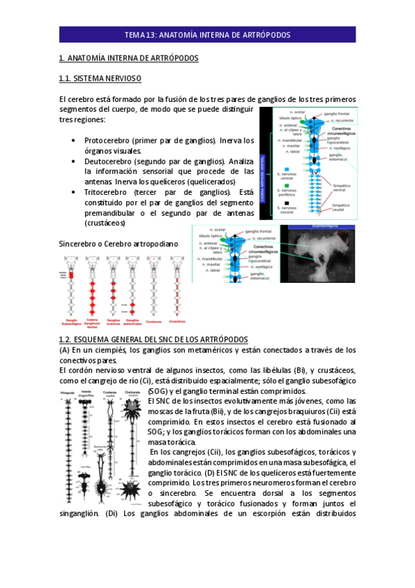Miniatura del documento TEMA-13-Zoologia-II-Bloque-II.pdf