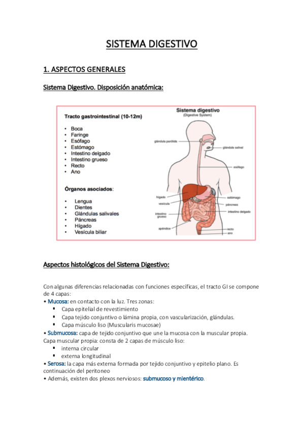Miniatura del documento SIST DIGESTIVO PDF.pdf