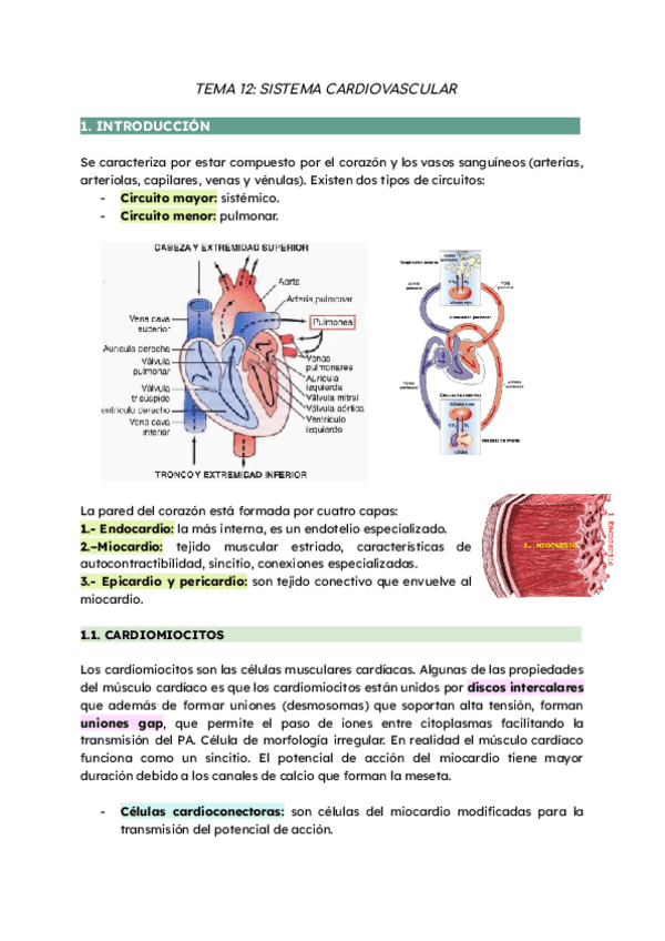 Miniatura del documento TEMA-12-SISTEMA-CARDIOVASCULAR-JUAN.pdf