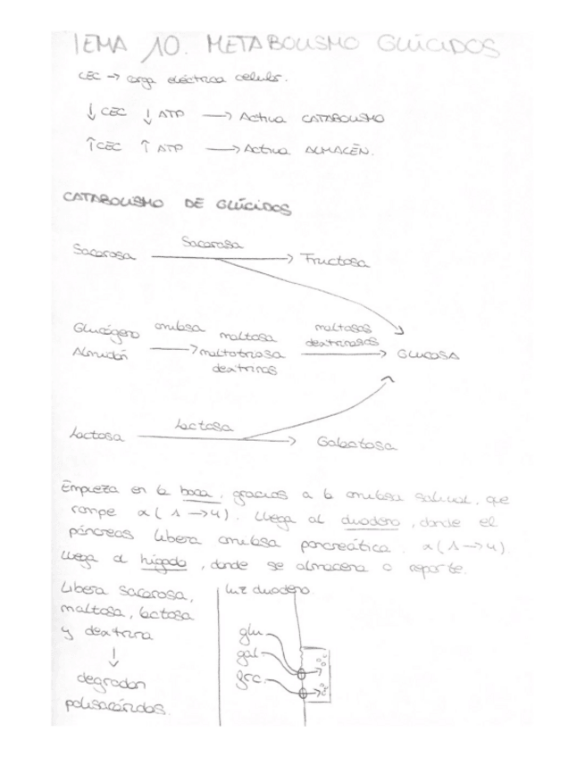 Miniatura del documento Tema-10--tema-11.pdf