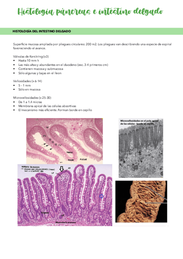 Miniatura del documento Tema-6.2-digestivo-Histologia-Intestino-Delgado-Y-Pancreas.pdf