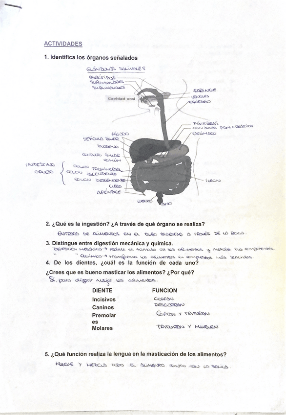 Miniatura del documento Actividades-sistema-digestivo.pdf