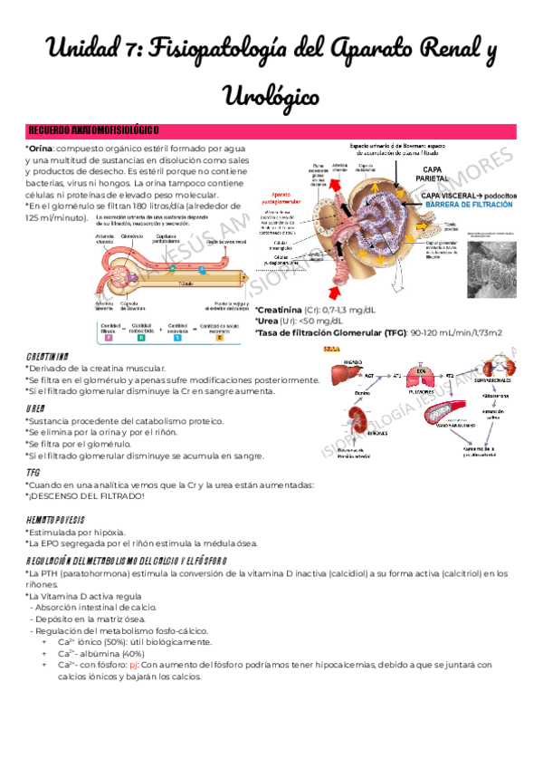Miniatura del documento Unidad-7-Fisiopatologia-del-Aparato-Renal-y-Urinario.pdf