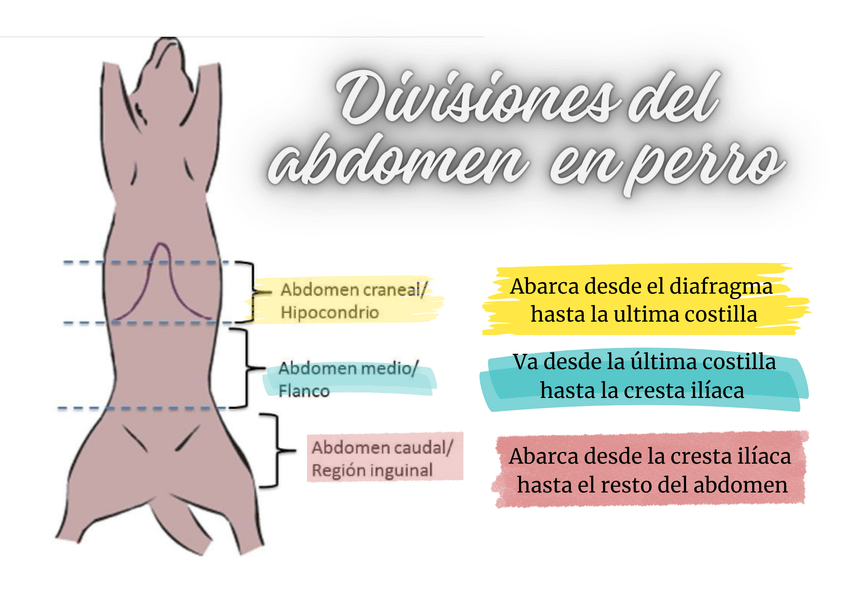 Miniatura del documento Abarca-desde-el-diafragma-hasta-la-ultima-costilla-1.png