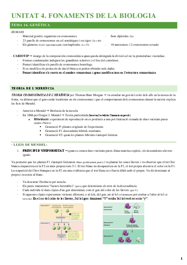 Miniatura del documento Bioquimica-UNITAT-4.-Genetica.pdf