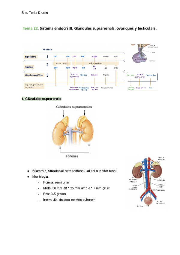 Miniatura del documento Tema-22.-Sistema-endocrino-III.-Glandulas-suprarrenales-ovaricas-y-testiculares.pdf