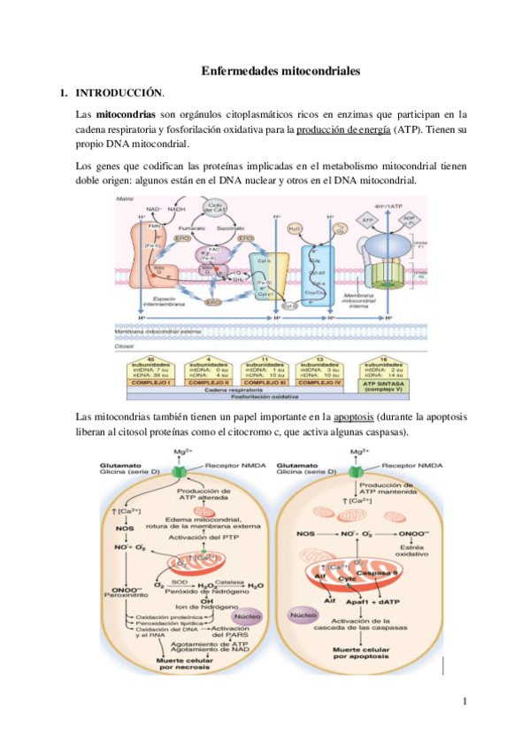 Miniatura del documento Enfermedades-mitocondriales.pdf