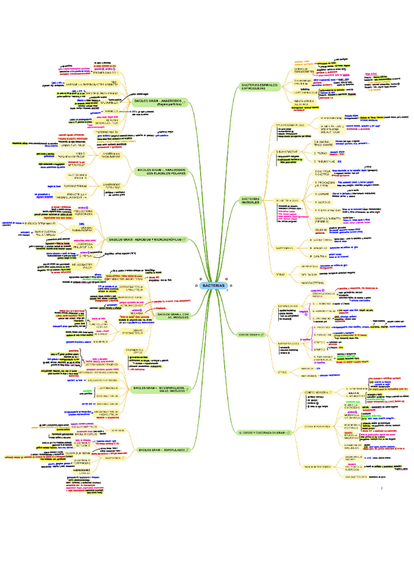 Miniatura del documento Esquema Bacterias con caracteristicas importantes.pdf