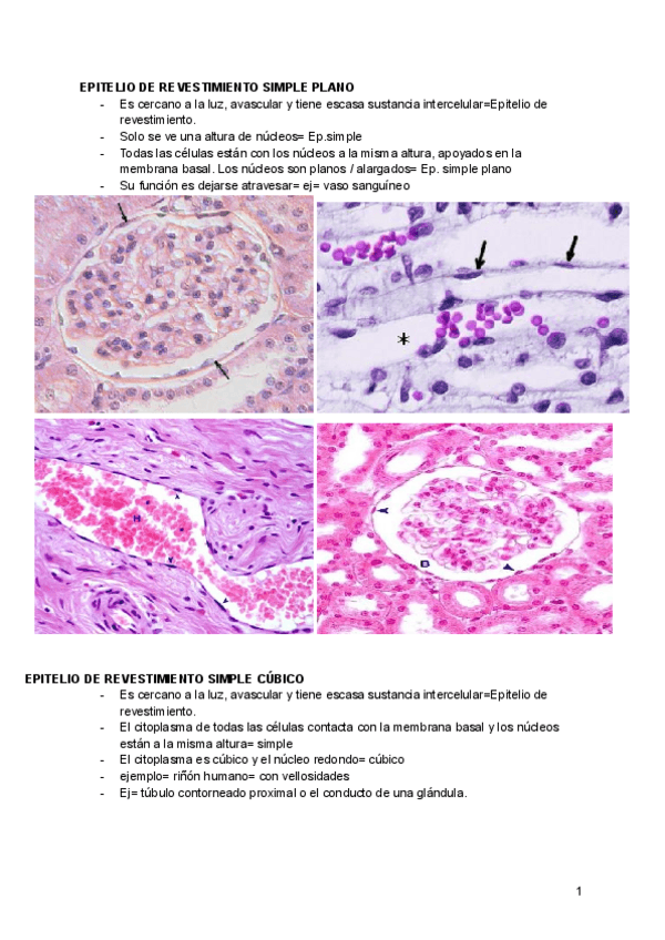 Miniatura del documento ATLAS-HISTO-1o-CUATRI.pdf