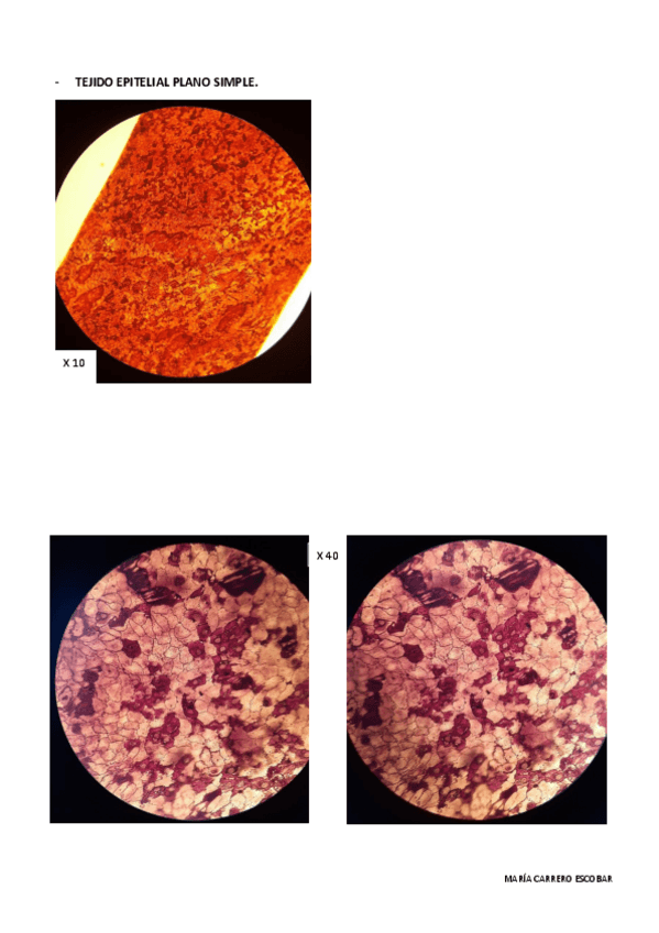 Miniatura del documento MICROSCOPIOS.pdf