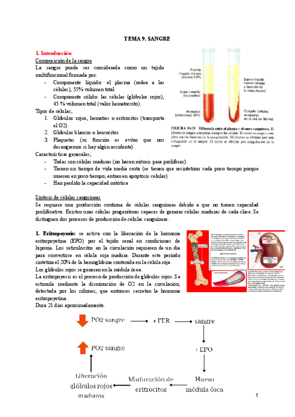 Miniatura del documento TEMA-9-SANGRE.pdf