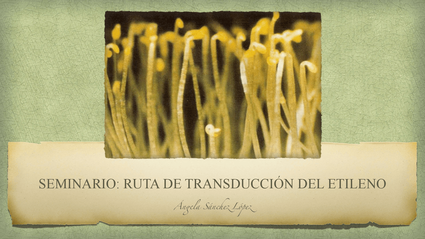 Miniatura del documento SEMINARIO-3-FV-ANGELA-SANCHEZ.pdf