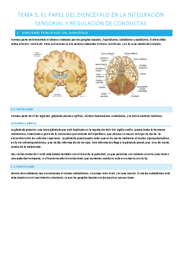 Miniatura del documento T.5-El-papel-del-diencefalo-en-la-integracion-sensorial-y-regulacion-de-conductas.pdf