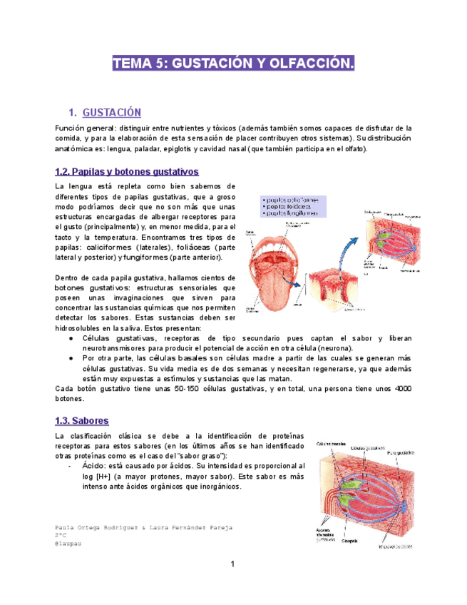 Miniatura del documento TEMA-5-GUSTACION-Y-OLFACCION.pdf