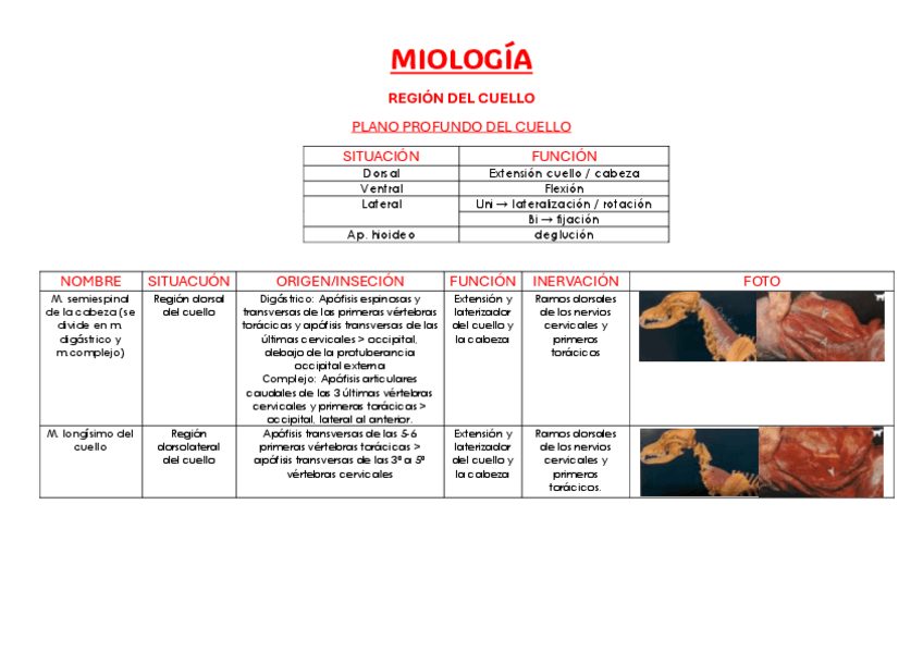 Miniatura del documento Tabla-Miologia-Completo-apuntes-gonzalo.pdf