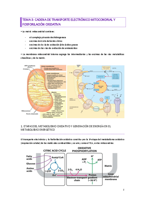Miniatura del documento TEMA-3.pdf