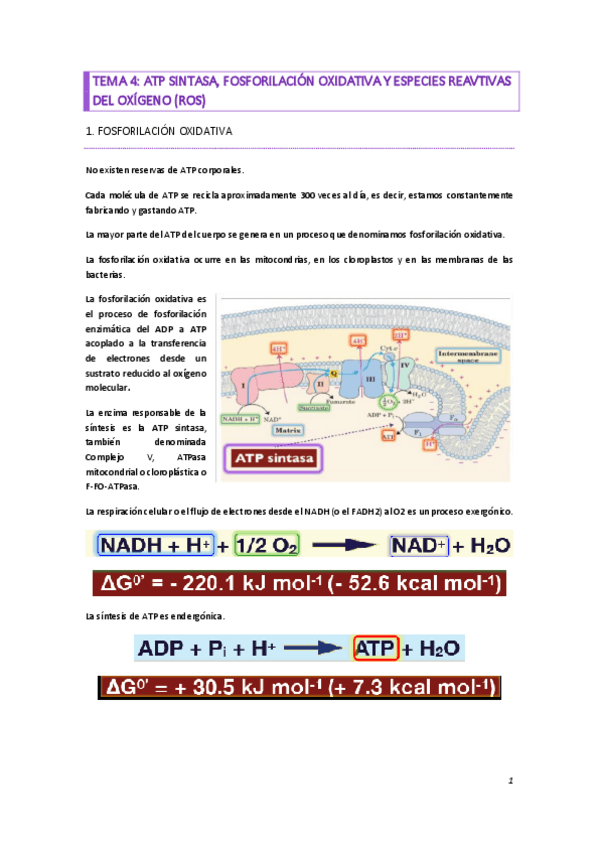 Miniatura del documento TEMA-4.pdf