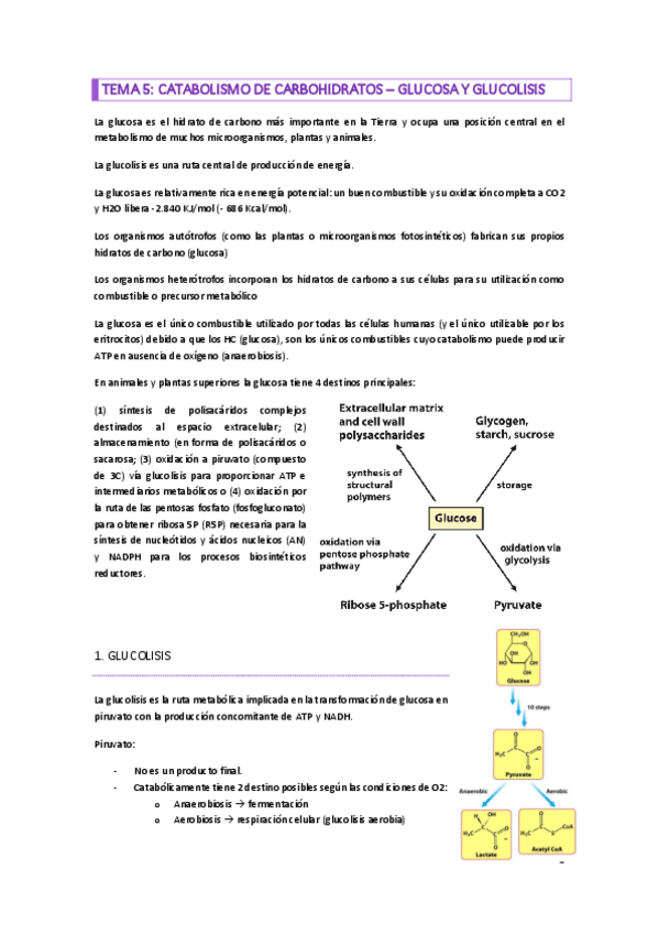 Miniatura del documento TEMA-5.pdf