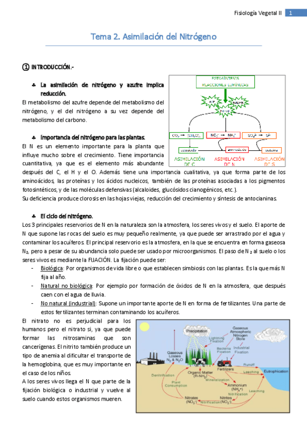 Miniatura del documento Tema 2. Asimilación del Nitrógeno.pdf