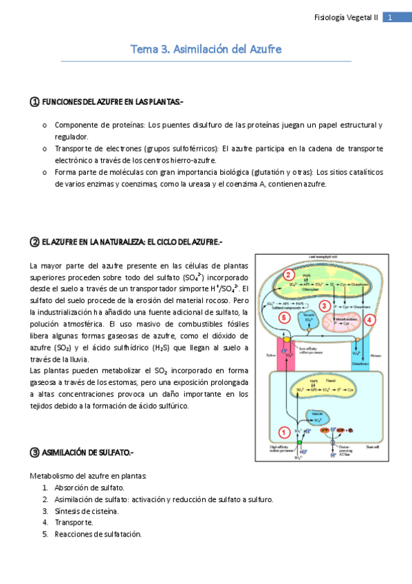 Miniatura del documento Tema 3. Asimilación del Azufre.pdf