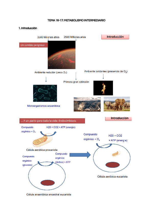 Miniatura del documento TEMA-16-17-METABOLISMO-INTERMEDIARIO.pdf
