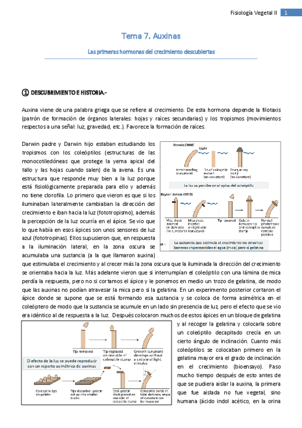 Miniatura del documento Tema 7. Auxinas.pdf