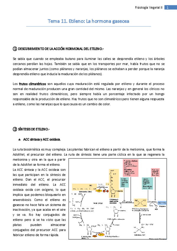 Miniatura del documento Tema 11. Etileno.pdf