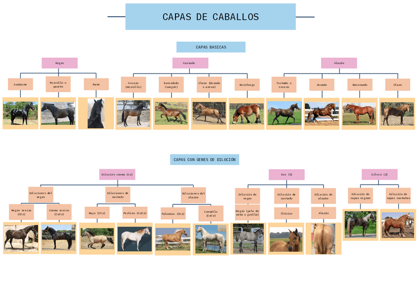 Miniatura del documento Capas-caballos.pdf