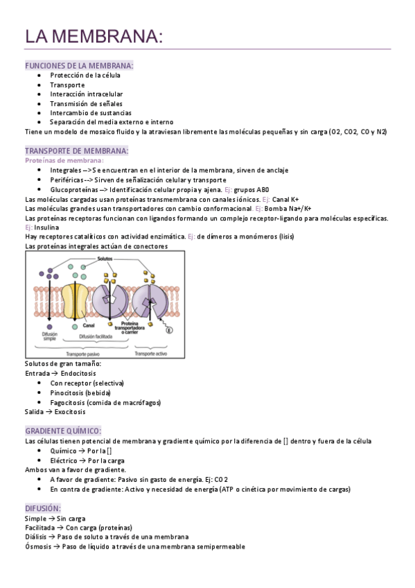 Miniatura del documento Fisiologia-entero-en-40-paginas.pdf
