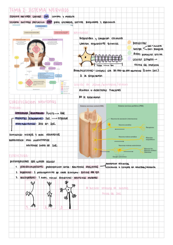 Miniatura del documento Sistema-nervioso.pdf