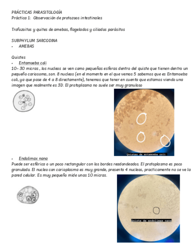 Miniatura del documento Que-ver-Practicas-parasitologia.pdf