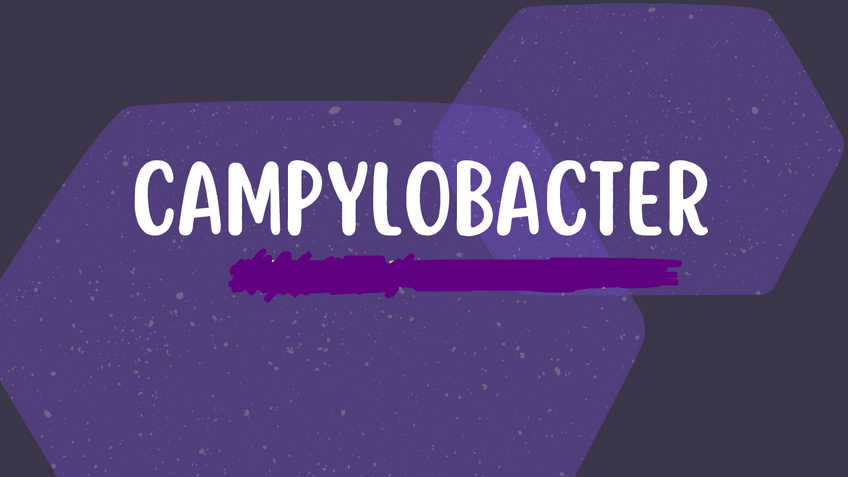Miniatura del documento CAMPYLOBACTER-MICROB.pdf