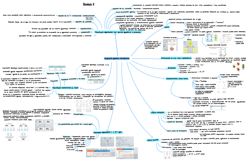 Miniatura del documento Tema-3-genetica.pdf