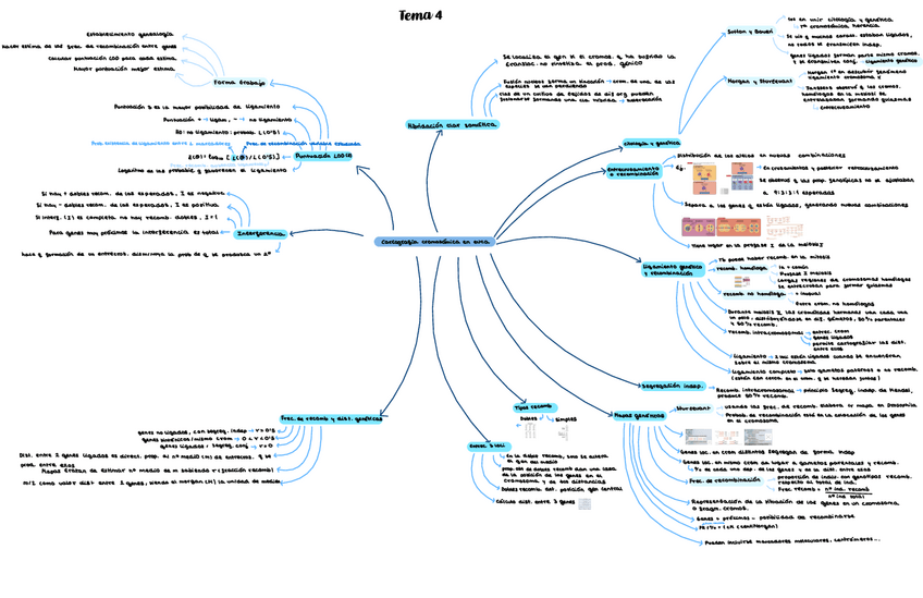 Miniatura del documento Tema-4-genetica.pdf