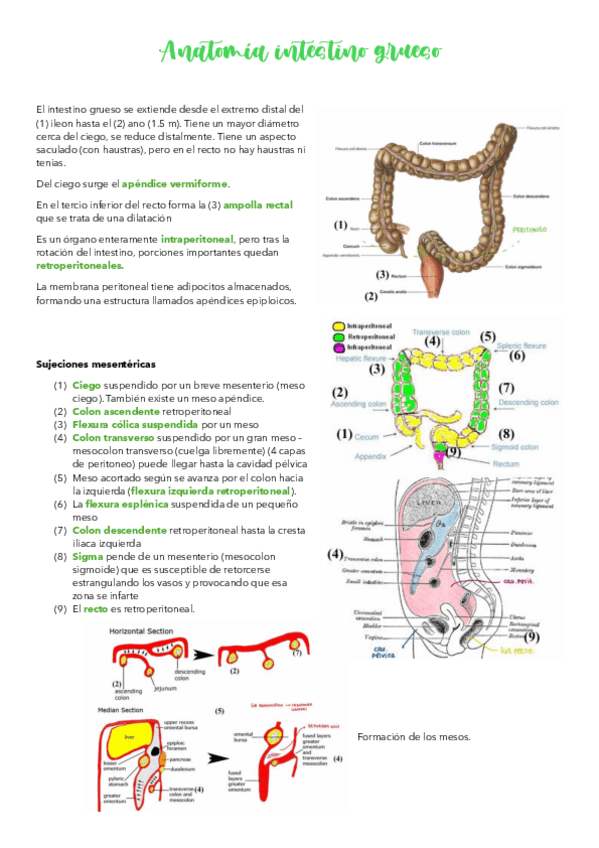 Miniatura del documento tema-7.1-digestivo-Anatomia-intestino-grueso.pdf