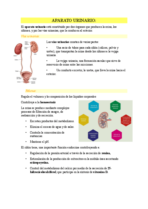 Miniatura del documento APARATO-URINARIO.pdf