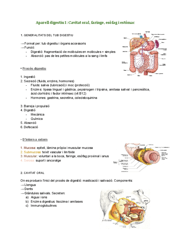 Miniatura del documento Aparell digestiu I-Cavitat oral, faringe, esofag i estomac.pdf