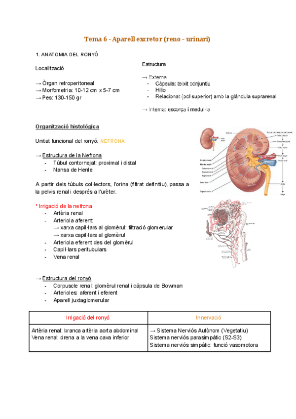 Miniatura del documento T6 Aparell excretor reno-urinari.pdf
