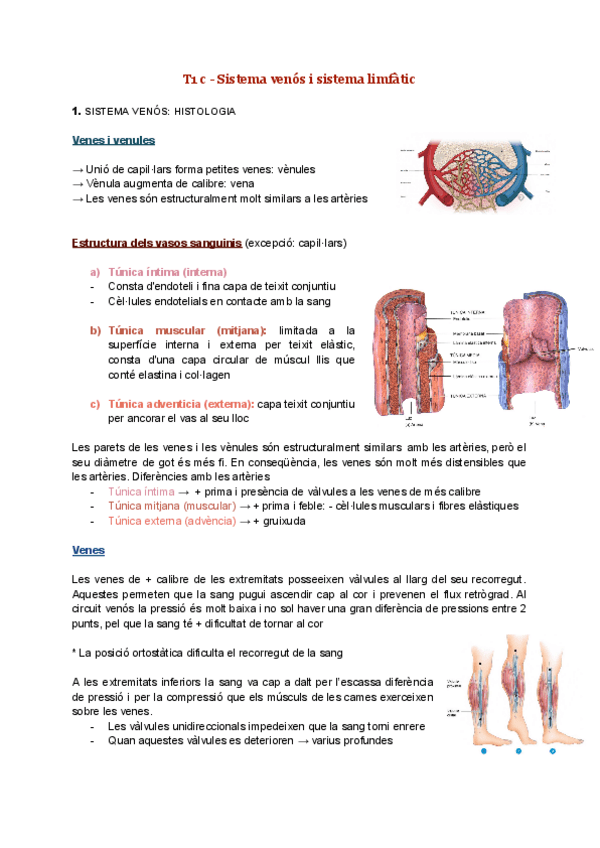 Miniatura del documento Sistema venós i sistema limfàtic.pdf