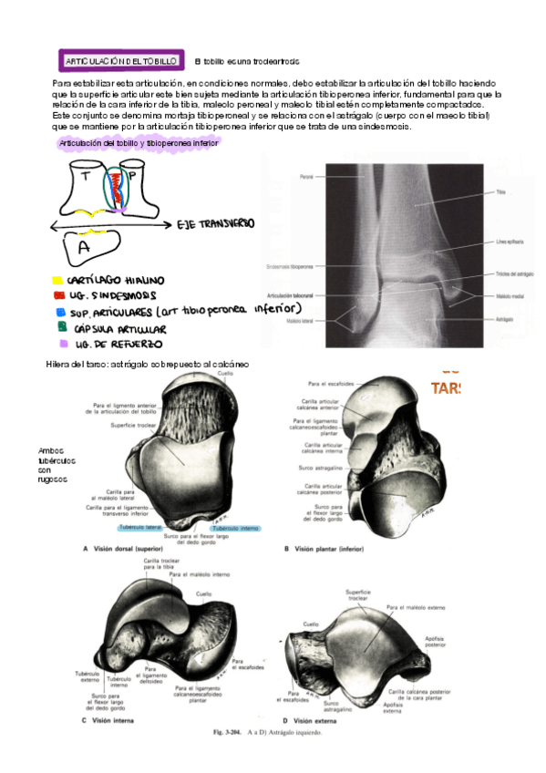 Miniatura del documento ARTICULACIONES-DEL-TOBILLO-Y-DEL-PIE.pdf