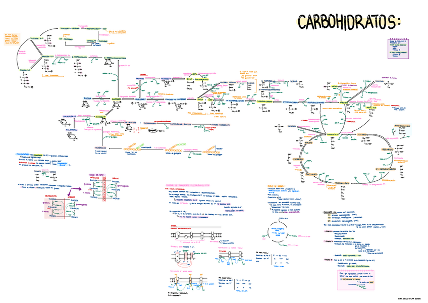 Miniatura del documento Esquemas-Metabolismo-3p.pdf