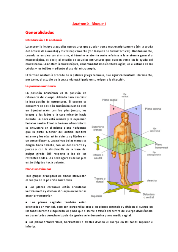 Miniatura del documento Anatomía Completo.pdf