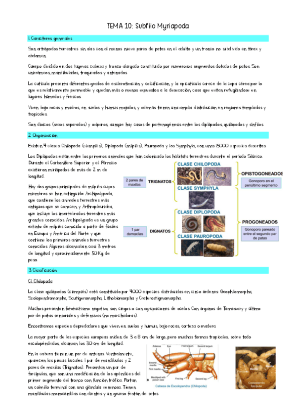 Miniatura del documento TEMA-10-miriapodos-Zoo-II.pdf
